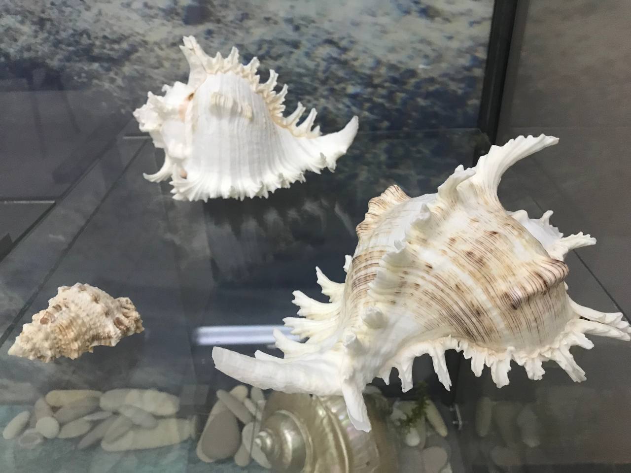 Выставка «В царстве мягкотелых»