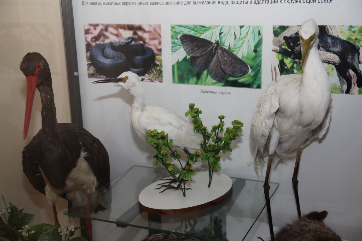 Антагонисты. История белого и черного цветов