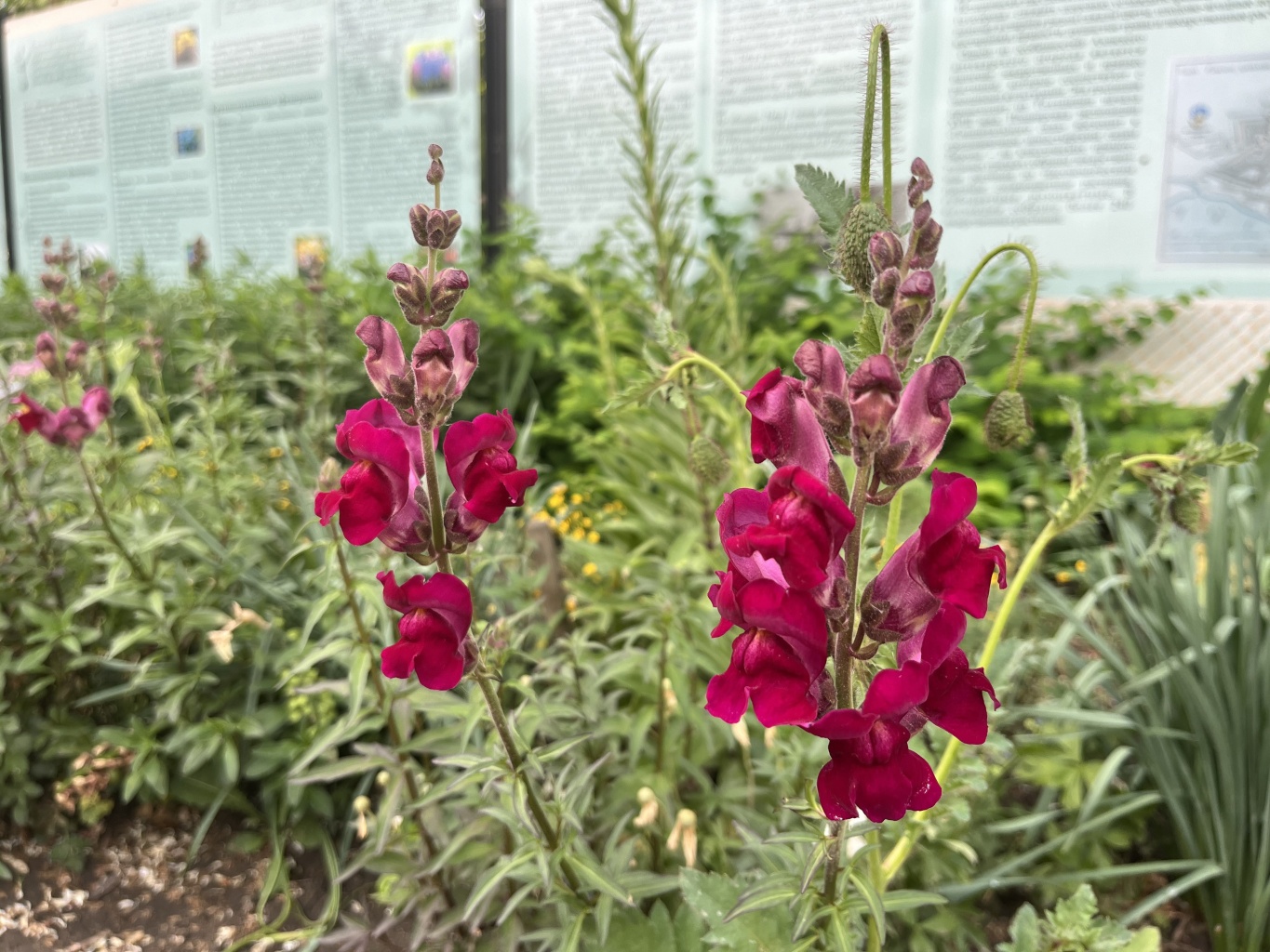 Гошпитальный сад начинает новый сезон Гошпитальный сад начинает новый сезон