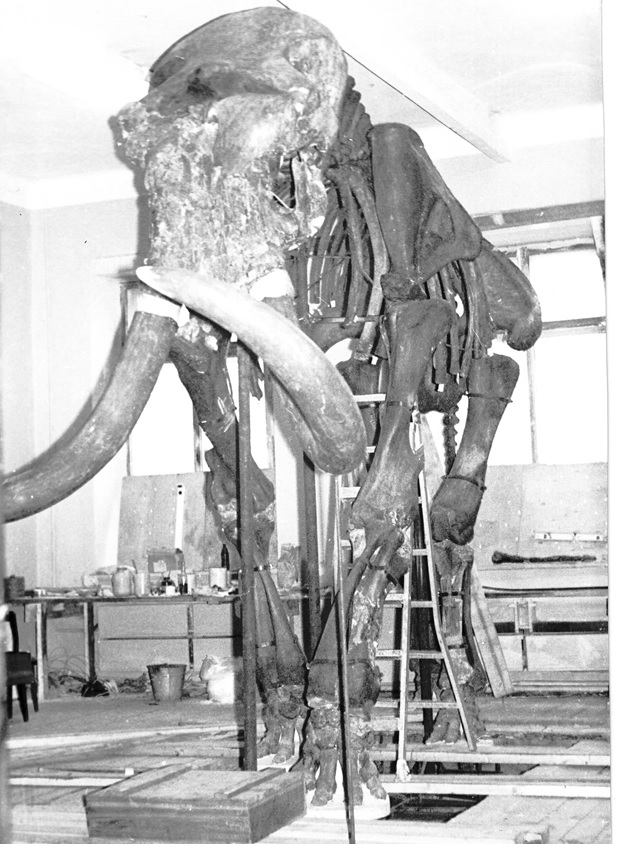 Как собирали скелет азовского мамонта