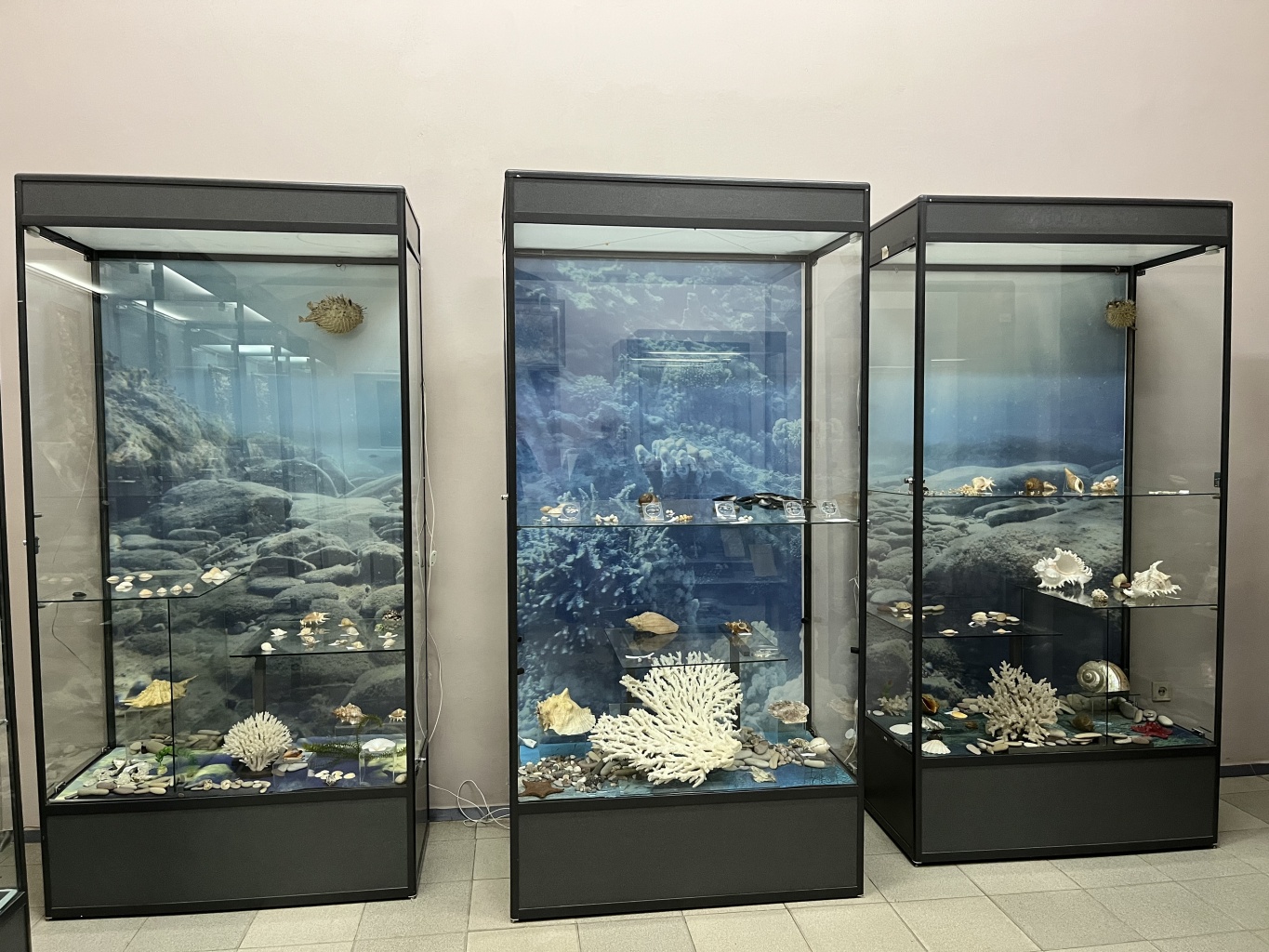 В царстве мягкотелых