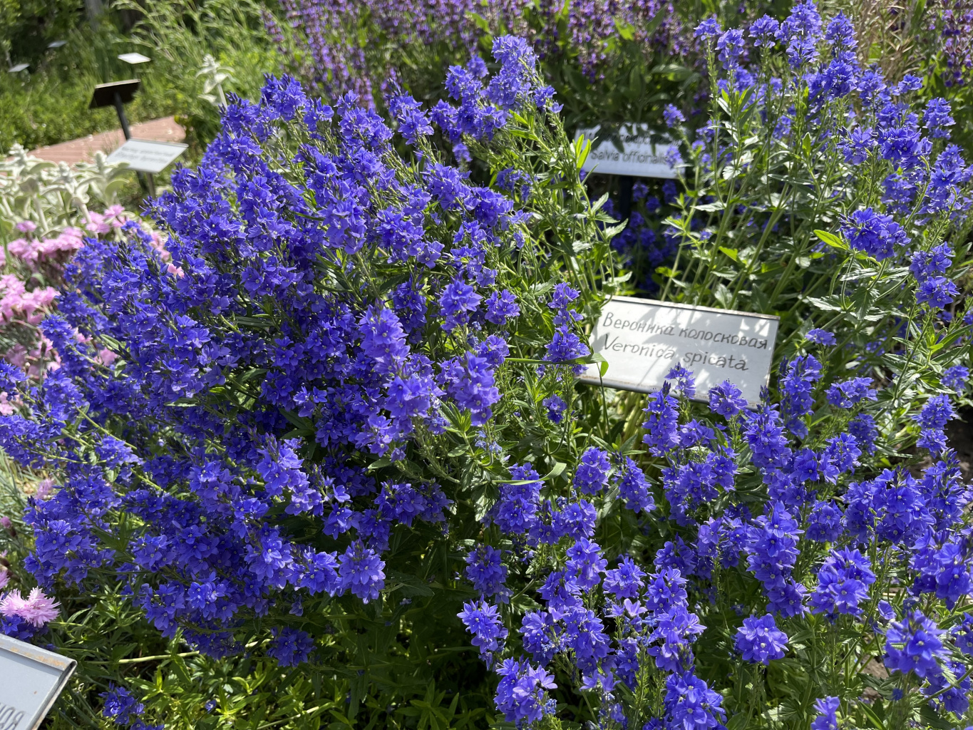 Гости Гошпитального сада попрощались с весной Гости Гошпитального сада попрощались с весной