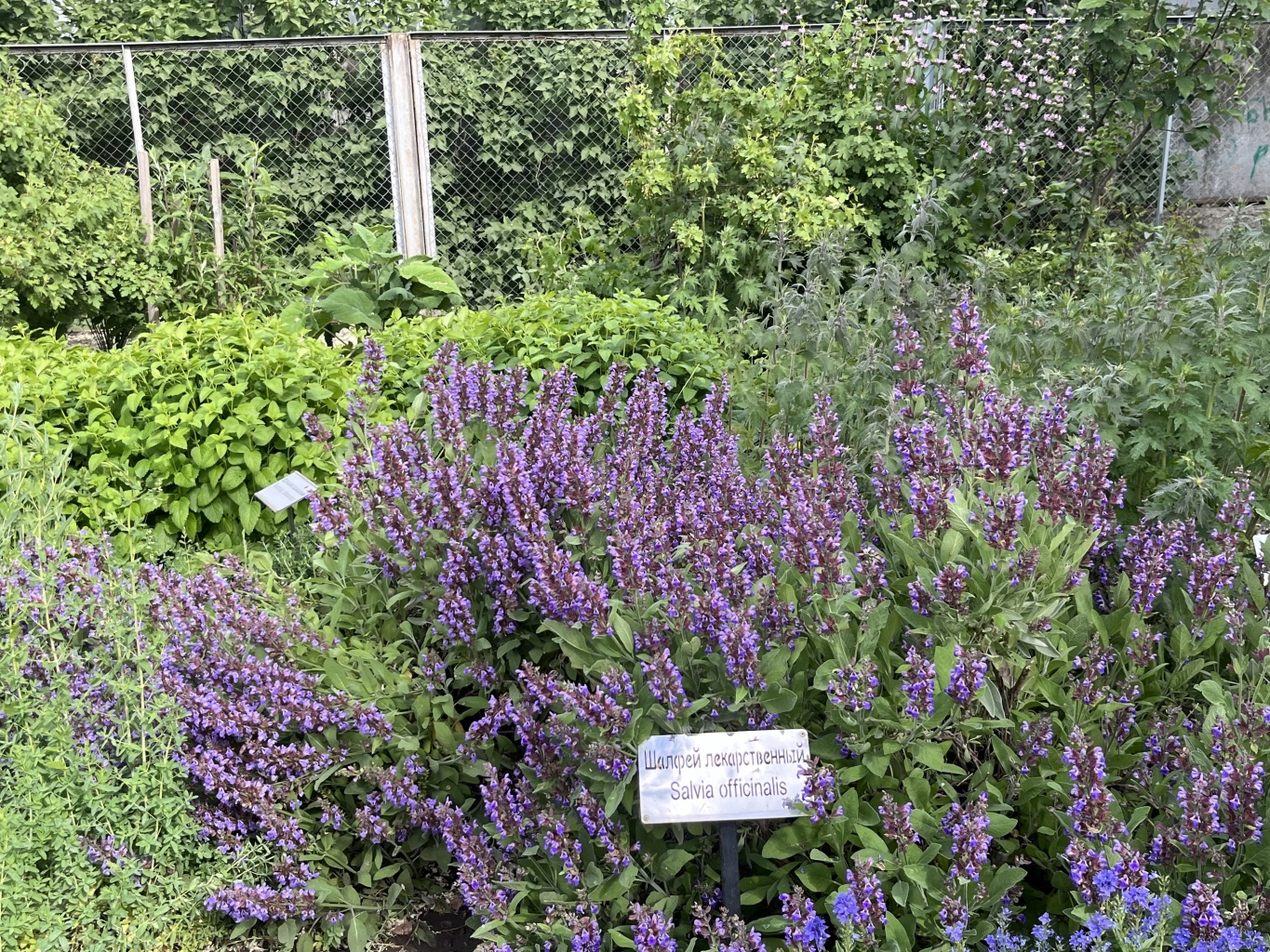 Гошпитальный сад начинает новый сезон Гошпитальный сад начинает новый сезон