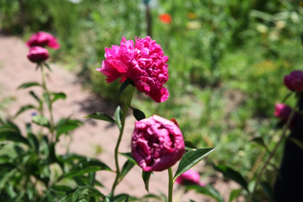 Знакомство с Гошпитальным садом Знакомство с Гошпитальным садом