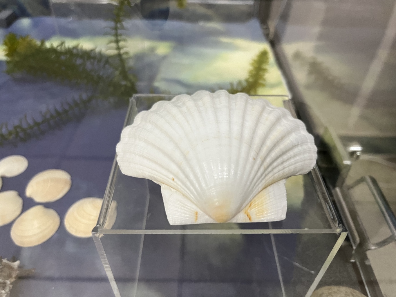 В царстве мягкотелых