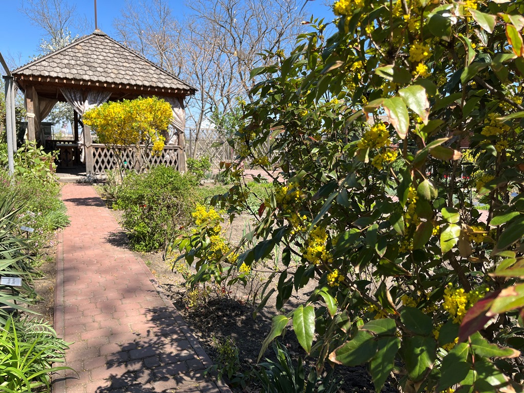 Культурно-просветительное мероприятие «Первоцветы – беглецы от тени и засухи» Культурно-просветительное мероприятие «Первоцветы – беглецы от тени и засухи»