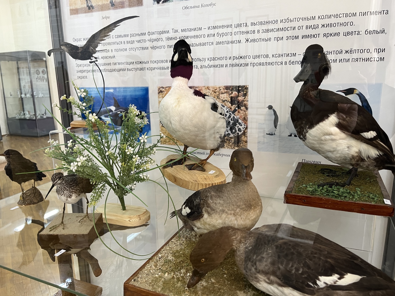 Открытие выставки «Антагонисты. История белого и черного цветов»