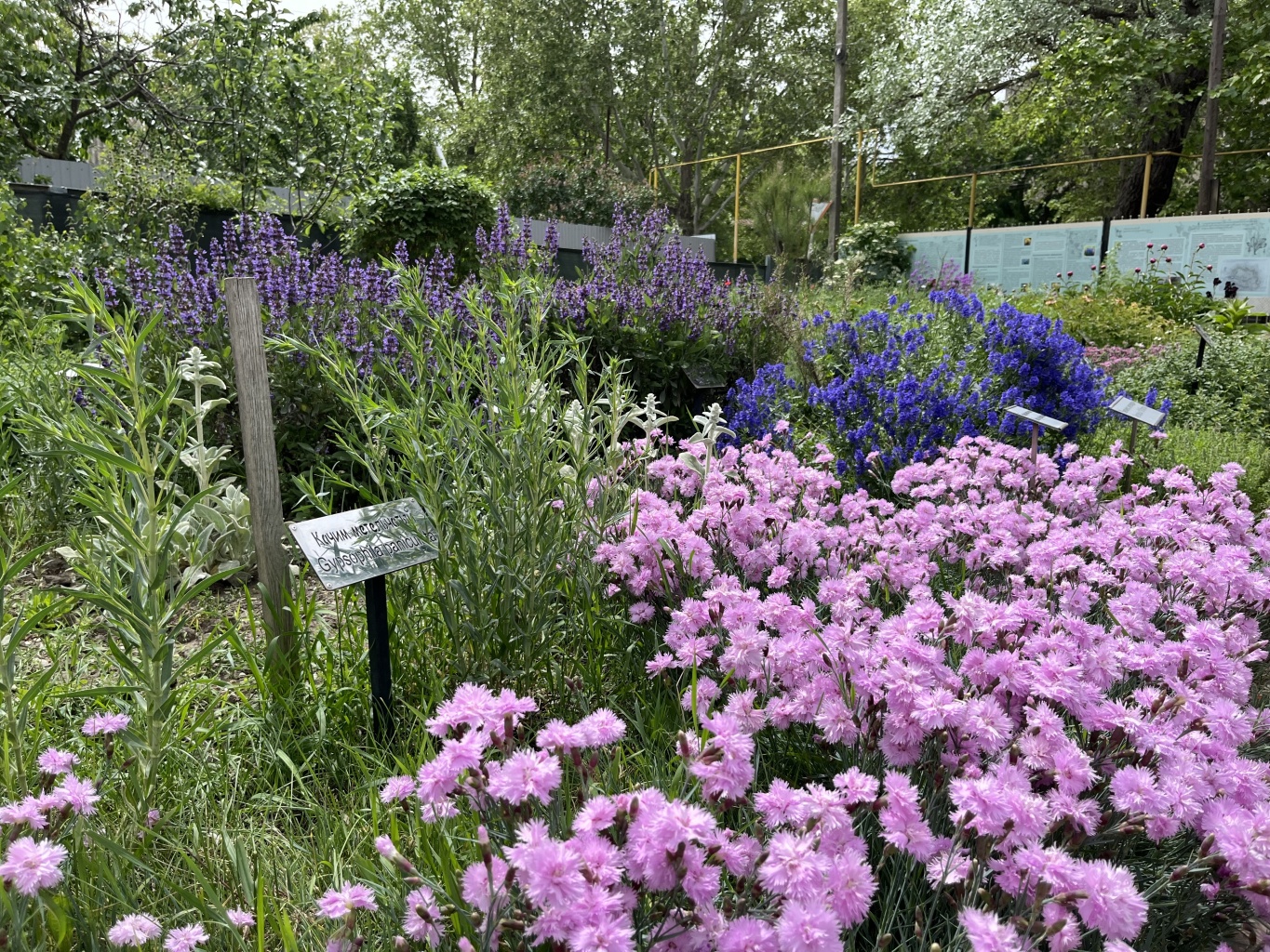 Культурно-просветительное мероприятие «Сад здоровья в Азове»