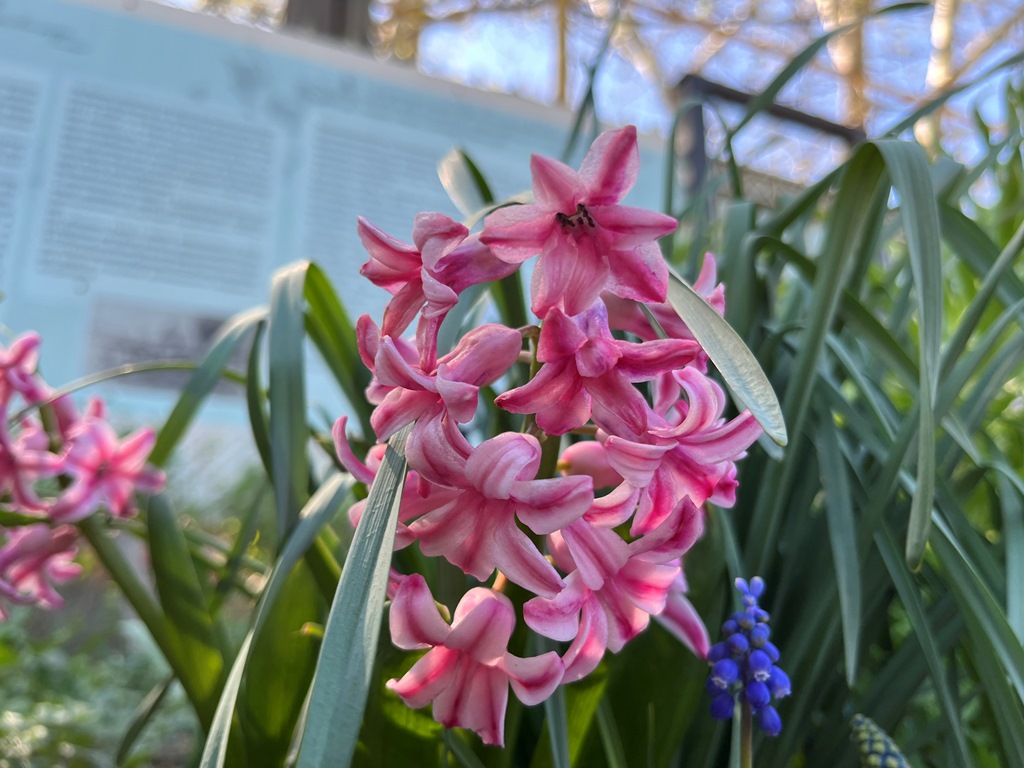 Культурно-просветительное мероприятие «Первоцветы – беглецы от тени и засухи» Культурно-просветительное мероприятие «Первоцветы – беглецы от тени и засухи»