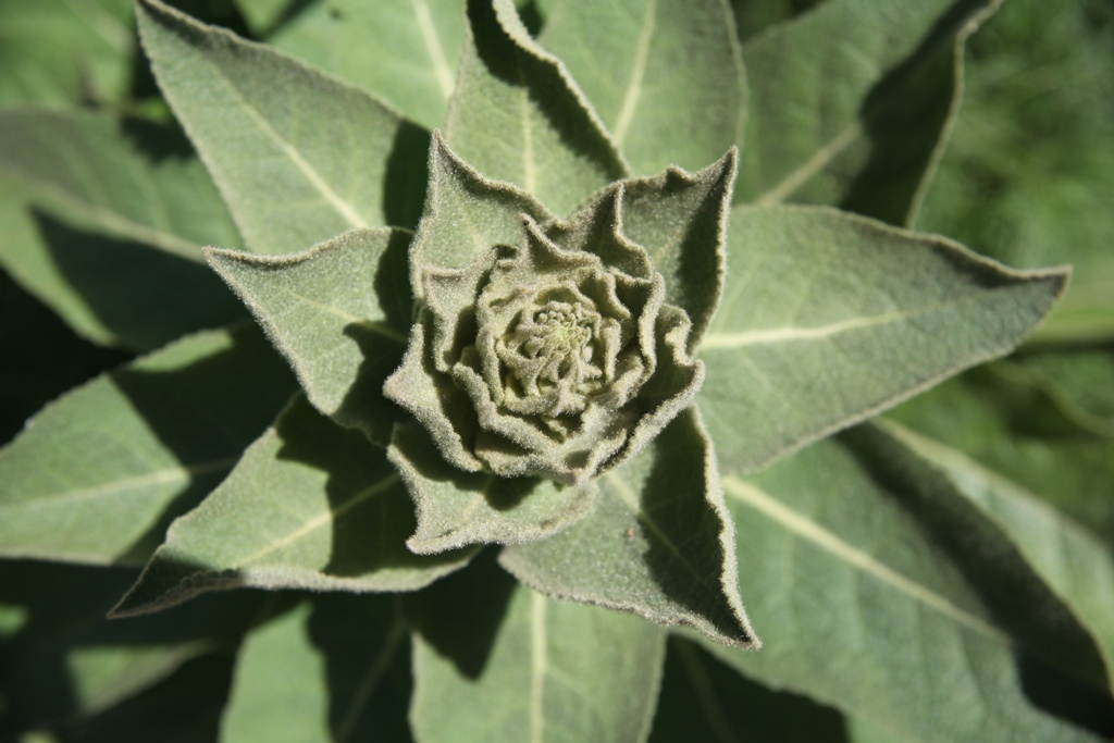 Знакомство с Гошпитальным садом Знакомство с Гошпитальным садом