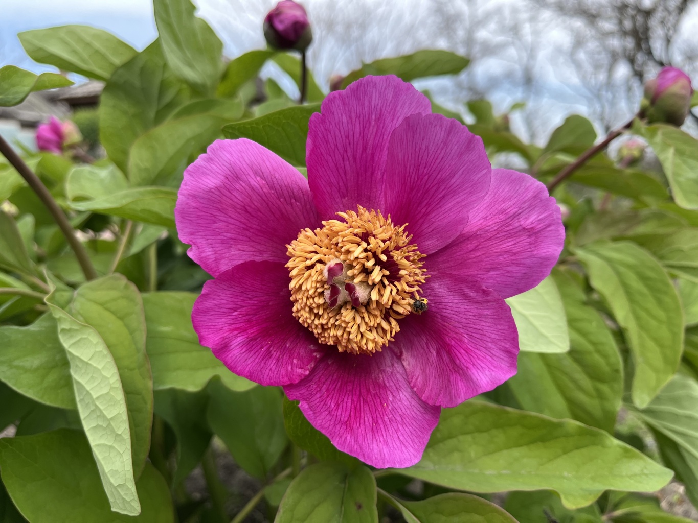 Культурно-просветительное мероприятие «Разгар весны! Буйство цветов и красок»